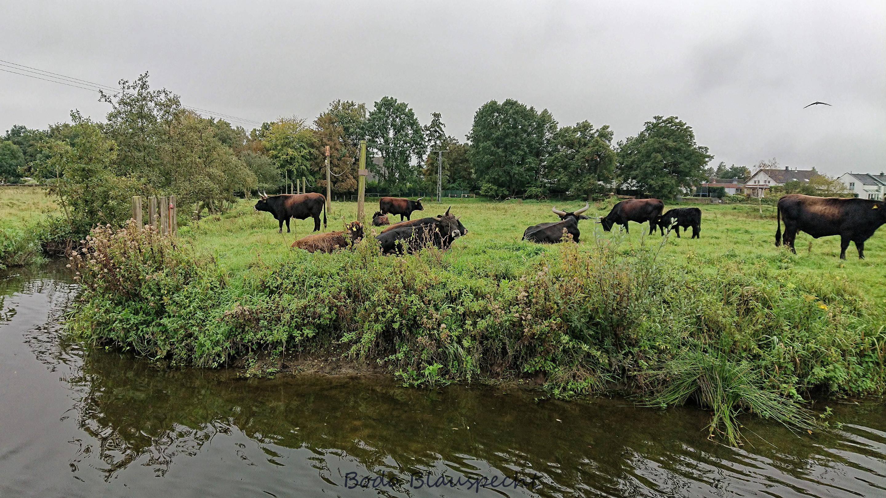 Landschaft   Tiere   Steveraue   2023.10.08 10.25 109 HQ